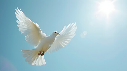 Fototapeta premium White Dove flying in clear blue sky with sunlight