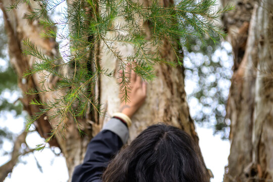 A person reaches up to touch the trunk of a paperbark tree framed by soft green needles, ideal for eco-tourism brochures, nature-based therapy advertisements, & environmental mindfulness content.