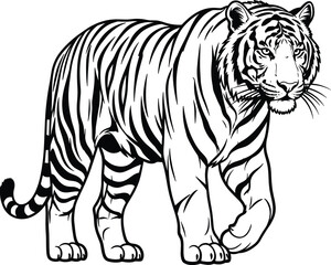 Obraz premium Walking Tiger Line Art Illustration, Powerful Wild Animal Outline Drawing, Realistic Big Cat Wildlife Vector Design for Logo Tattoo Print