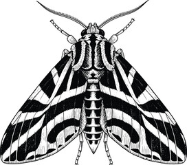 Detailed Black and White Moth Illustration in Vintage Engraving Style, Symmetrical Insect Line Art Vector for Tattoo, Poster, and Nature Design © Mst