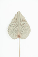 Dried Palm Leaf Decoration Isolated on White Background