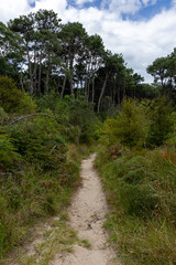 Fototapeta premium A serene sandy walking trail meanders through vibrant green native vegetation in Opoutere, offering a tranquil escape into the wilderness. Whangamata, Coromandel Peninsula, New Zealand.