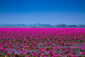 The vibrant colors of pink lotus flowers in the lake of Udon Thani province in Thailand.