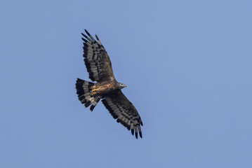 Obraz premium Oriental honey buzzard in flight.