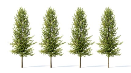 Four green conifer trees isolated on white background minimalist nature design vector illustration