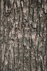 Obraz premium close up of tree bark texture for background