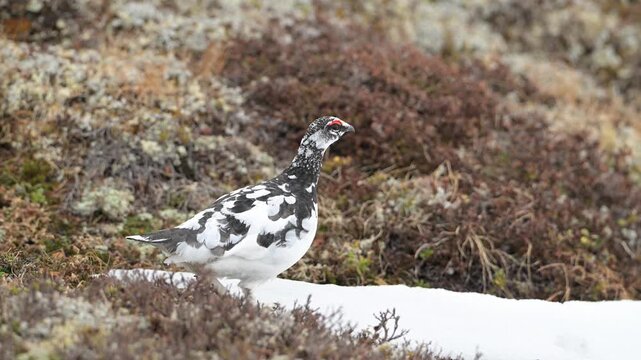 Male Rock Ptarmigan cautiously surveys surroundings while slowly walking across small patch of snow on Norwegian tundra.