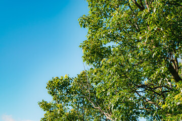 Fototapeta premium Lush Tree Branches Reach Skyward, Low-Angle View of Serene Nature