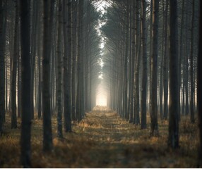 Natural Order and Balance in Forest Landscape