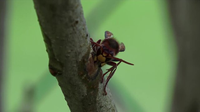 European hornet feeding on tree bark &ndash; extreme macro wildlife close-up