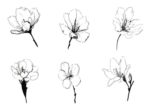 Sechs zarte, handgezeichnete Blumenillustrationen mit transparentem Hintergrund, ideal f&uuml;r Designs.