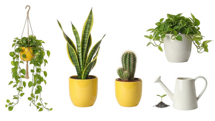 Potted snake plant cactus pothos and watering can with seedling isolated on a transparent background