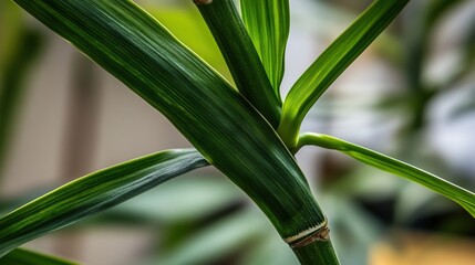 Fototapeta premium miter. Two slender bamboo leaves crossing at a precise angle. gardening catalogs, home-decor guides, designed for gardening and botanical catalogs, promotes healthy living.