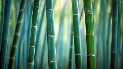 Fototapeta premium Green bamboo forest with transparent background