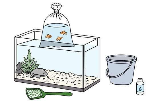 Acclimating Fish In Bag Before Releasing Into Aquarium Tank For Proper Water Temperature And Safe Fish Care Illustration