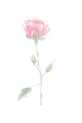 Obraz premium valentine rose watercolor