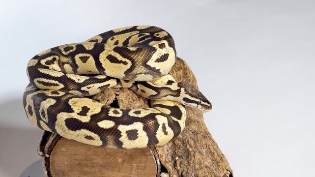 Coiled Ball Python Resting on a Wooden Log in Studio