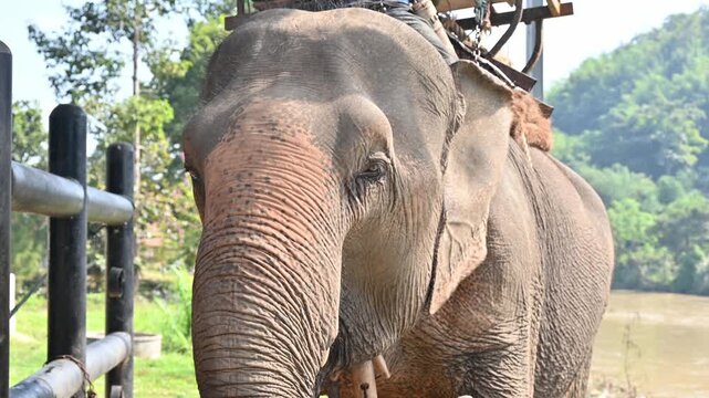 Close up of Asian elephant (Elephas maximus) living in wildlife conservation area in Chiang Rai province of Thailand. The Asian elephant is the largest land mammal in Asia.