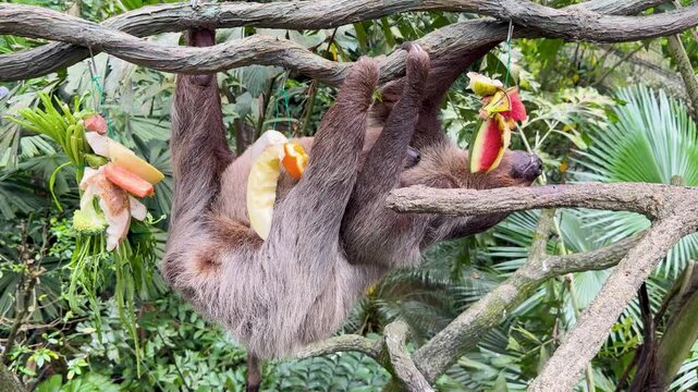 Mother Sloth and Baby Hanging from Branches While Eating Fruit