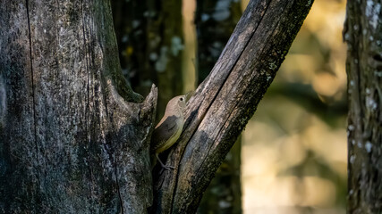Fototapeta premium bird on a tree in the woods