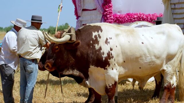 Low-angle view showing oxen hooves and pilgrim boots walking side by side through the sandy path to El Roc&iacute;o traditional oxen-drawn carriage glows in the sunlight during the Roc&iacute;o pilgrimage