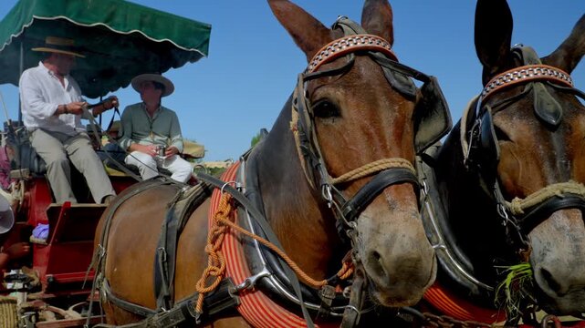 Two decorated horses pulling a traditional carriage with pilgrims resting under shade on the Camino del Roc&iacute;o in bright Andalusian light