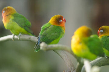 Fototapeta premium Colorful birds sit on a branch in nature setting