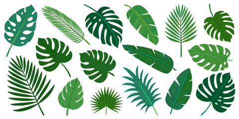Collection of vibrant green tropical monstera and palm leaves on white background © Roni