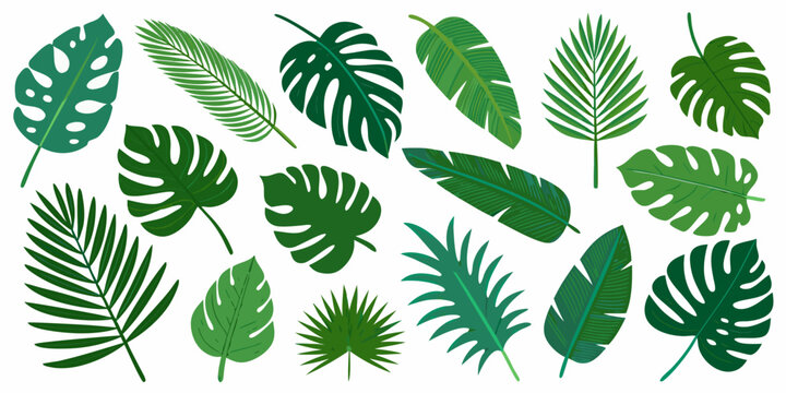 Collection of vibrant green tropical monstera and palm leaves on white background