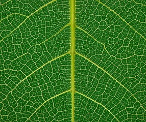 Obraz premium Leaf Vein Network Showing Natural Order