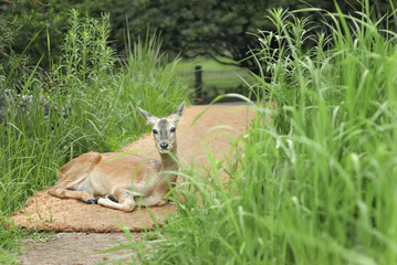 산책로에서 만난 노루