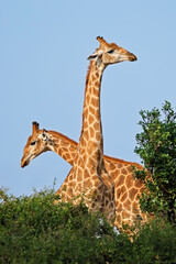 Two giraffes (Giraffa camelopardalis) standing in natural habitat, Kruger National park, South Africa © EcoView