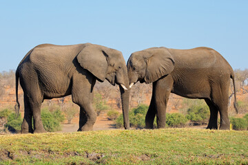 Obraz premium Two African elephants (Loxodonta africana) in natural habitat, Chobe National Park, Botswana