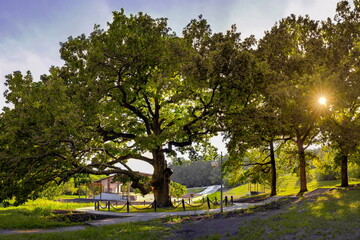 Panoramic view of the Bohdan Khmelnytsky Oak at sunset, Belgorod region of Russia