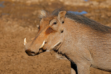 Portrait of a warthog (Phacochoerus africanus) in natural habitat, Mokala National Park, South Africa