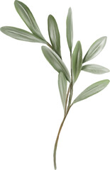 Watercolor Olive Leaves