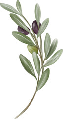 Watercolor Olive Leaves