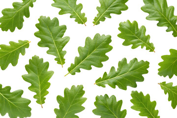 Scattered oak leaves with detailed veins on transparent background