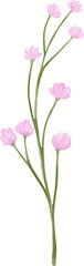 Watercolor Pink Flower Buds