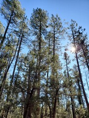 Looking Up at Tall Pine Trees in the Forest in Northern Arizona 