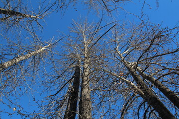 Fototapeta premium tree branches against sky