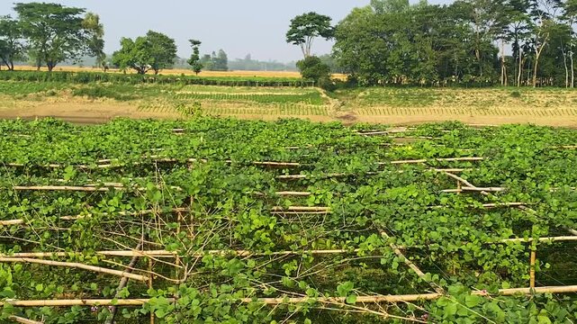 Pan shoot of Agricultural cultivation of hyacinth bean or lablab bean seedlings in the Surma River, Bangladesh