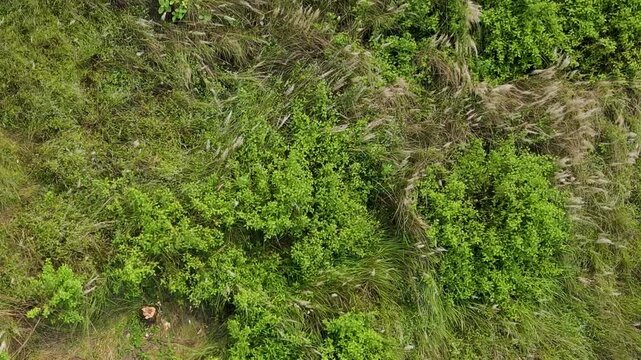 Top-Down Drone Zoom Over Kans Grass Meadow in Bangladesh Grassland