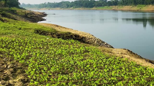 Hyacinth Bean Seedlings Growing by Surma River, Sylhet, Bangladesh