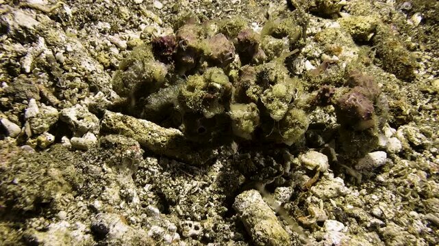 A blunt decorator crab walks sideways across the sandy seabed, stops briefly, and then continues. Its body is densely covered with sponges and other marine life. Some plankton in the water.
