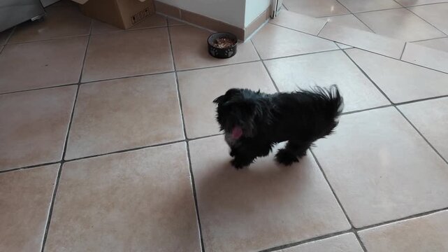 A small Bolonka dog excitedly spinning in circles indoors while waiting for fresh food from its owner. The playful pet stands on its hind legs in a kitchen environment, showing anticipation and joy