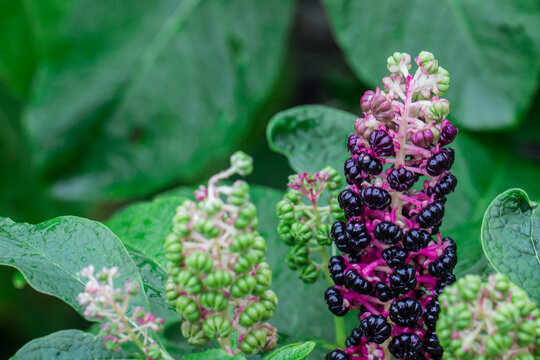 American pokeweed with raindrops or dew. on a blurred background with bokeh. colorful macro photo of a flower. screensaver. free space. close-up. blank for creativity