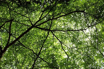 Fototapeta premium Sunlight below the Tree