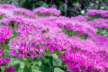 Obraz premium Eutrochium maculatum in a home garden. macro photo of a flower in close-up. wide angle view. macro landscape. free space.