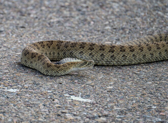 Obraz premium Rattlesnake Sunbathing